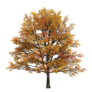 Herbstbaum-AdobeStock_533455912- vadim_fl